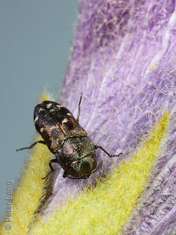 Neospades sp. Narrow variant, PL3597A, female, on Hibiscus solanifolius, NW, 6.7 × 2.4 mm